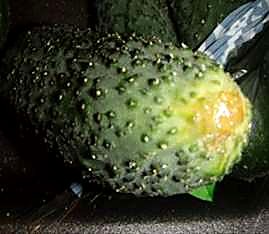 Как проверять качество корнишонов при приёмке - вершина