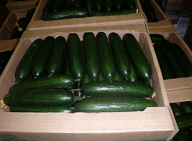 Как проверять качество длинноплодных огурцов при приёмке - партия