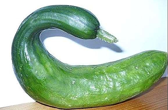 Как проверять качество длинноплодных огурцов при приёмке - кривизна