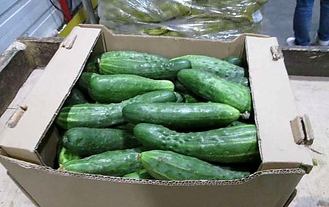 Как проверять качество среднеплодных колючих огурцов при приёмке - партия