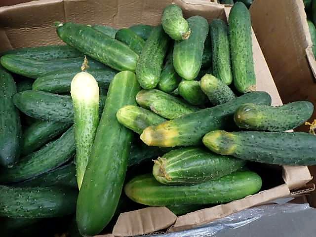 Как проверять качество среднеплодных колючих огурцов при приёмке - калибр