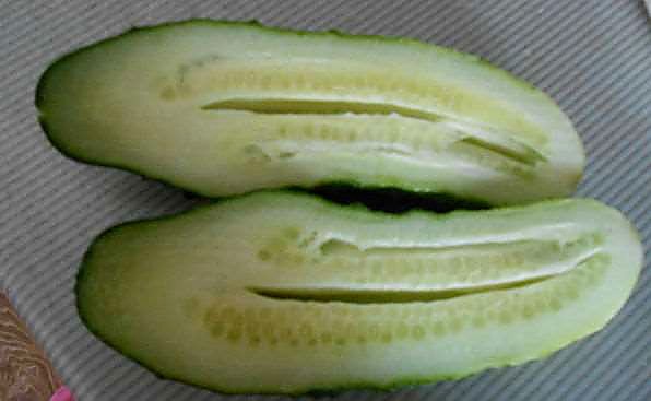 Как проверять качество среднеплодных колючих огурцов при приёмке - разрез