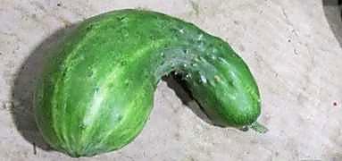 Как проверять качество среднеплодных колючих огурцов при приёмке - форма