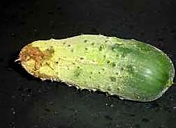 Как проверять качество среднеплодных гладких огурцов при приёмке - брак