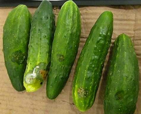 Как проверять качество мини-огурцов при приёмке - норма