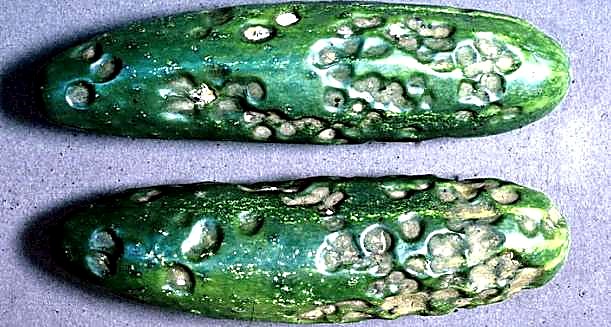 Как проверять качество мини-огурцов при приёмке - кожица