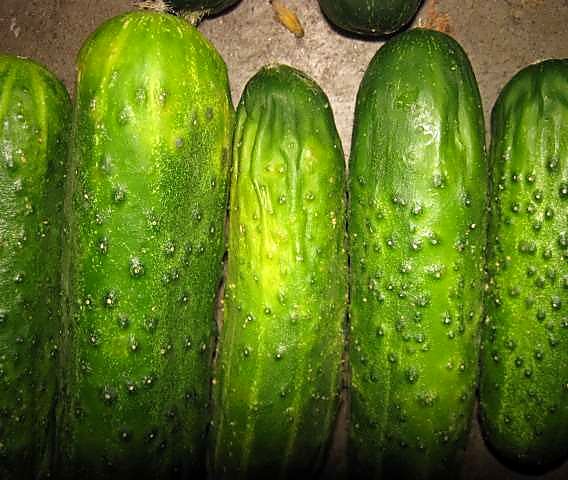 Как проверять качество мини-огурцов при приёмке - пожелтение