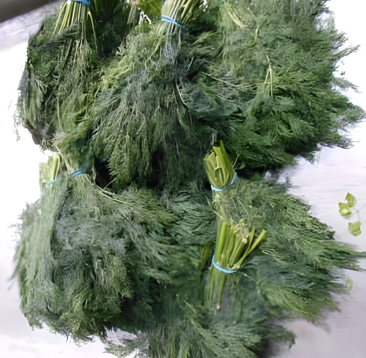 Укроп с мягким допустимым ослаблением пучка