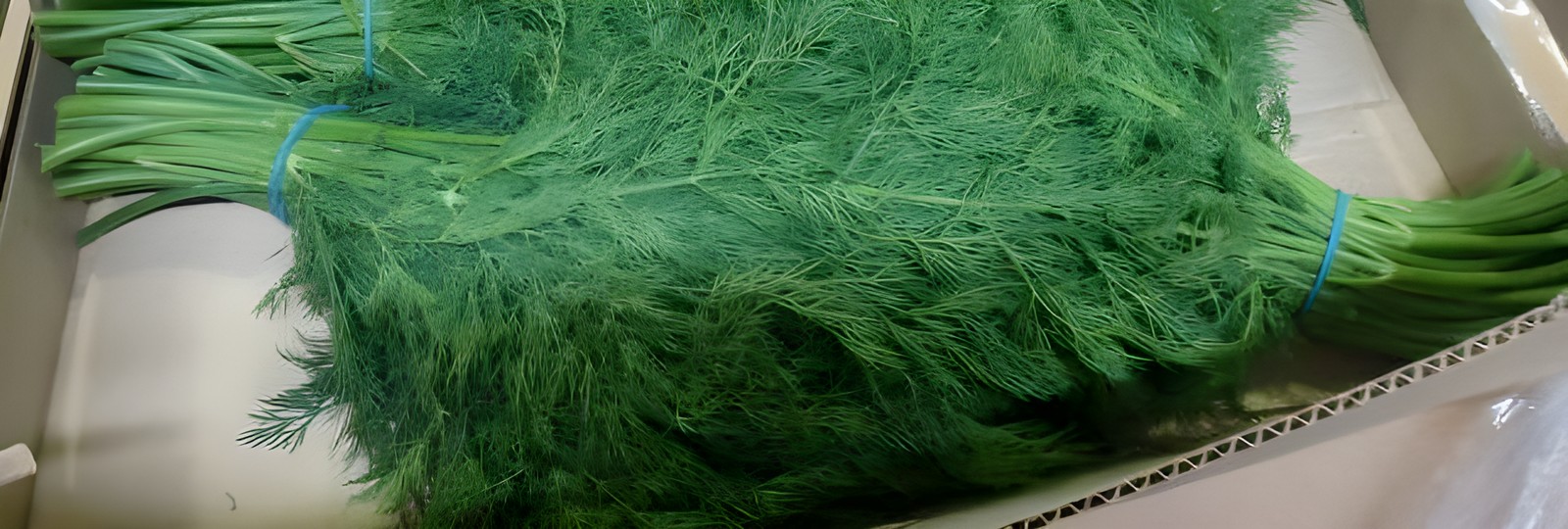 Укроп нормального товарного качества