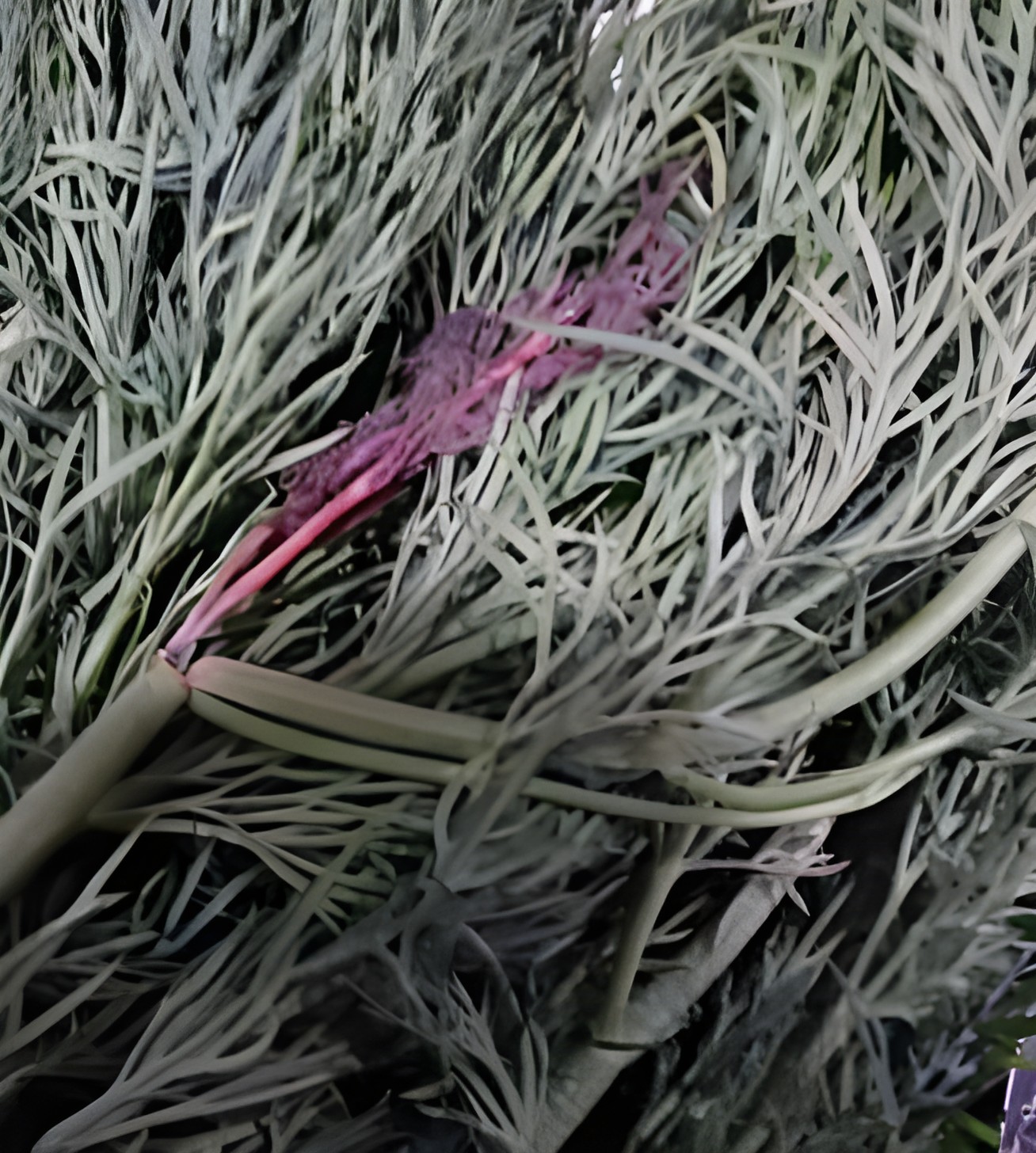 Укроп со скрытым холодовым повреждением в зоне стебля