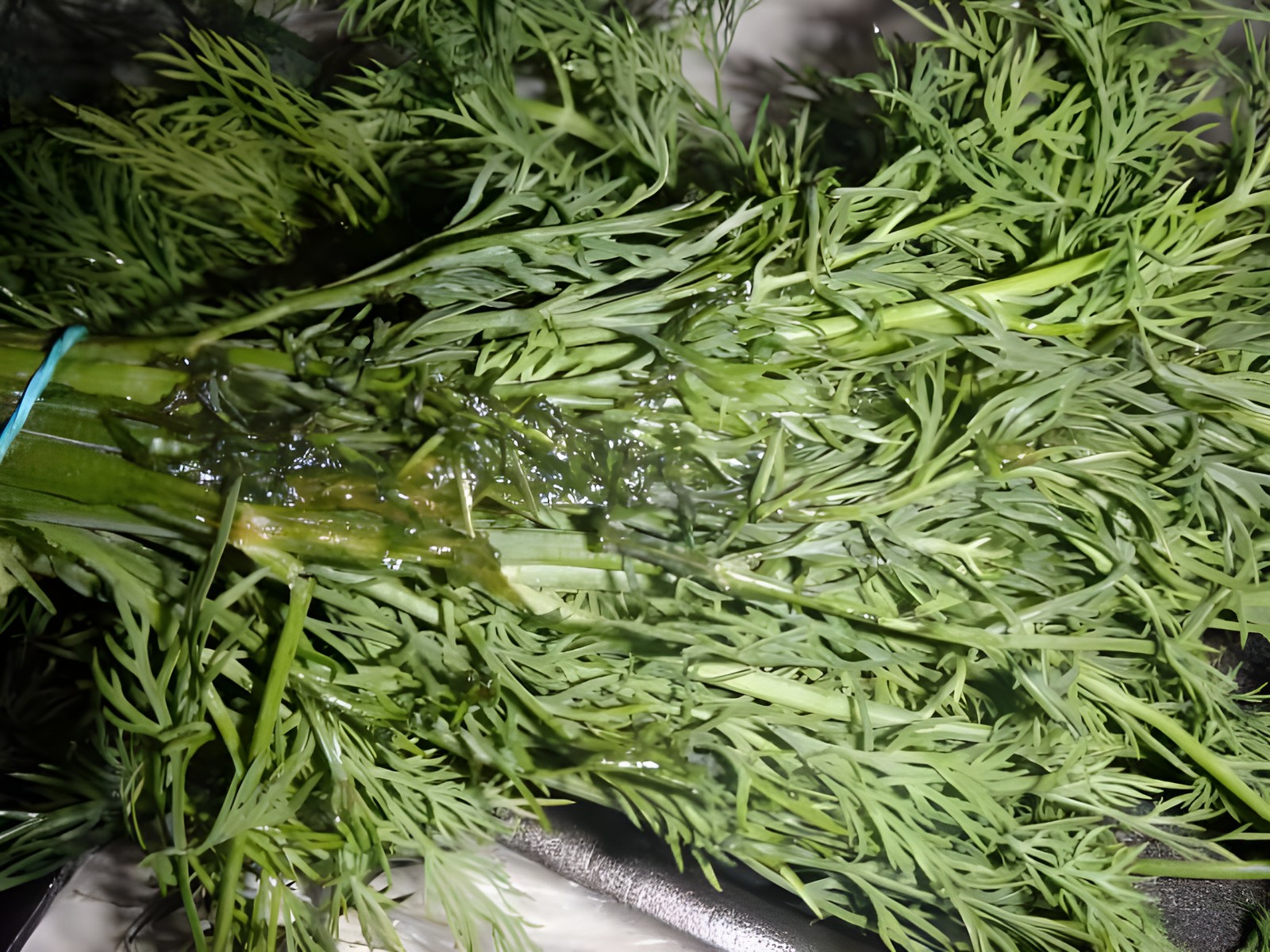 Укроп с мокрой зоной и признаками самосогревания