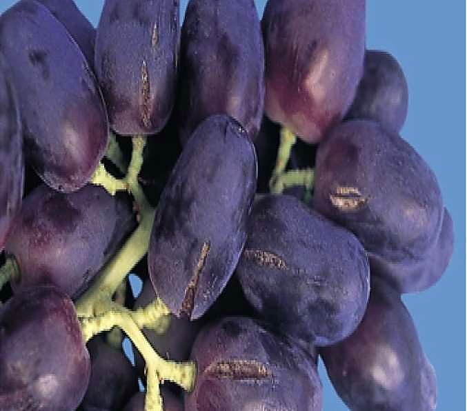 Как проверять качество винограда при приёмке — чёрный виноград