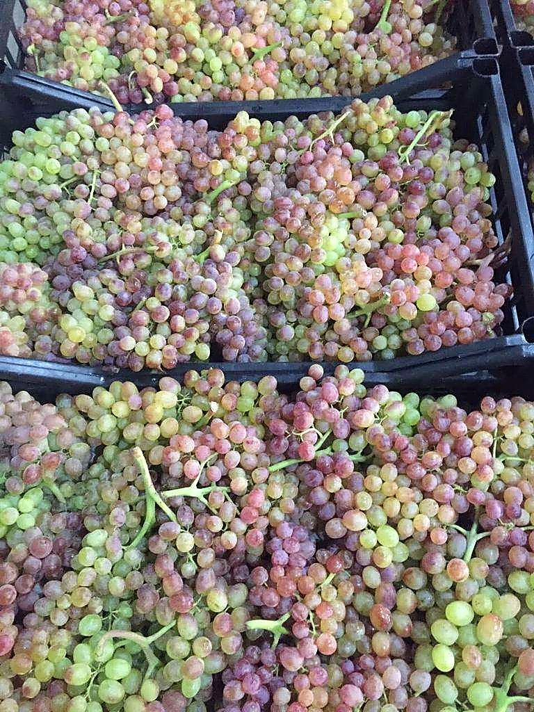 Как проверять качество винограда при приёмке — норма