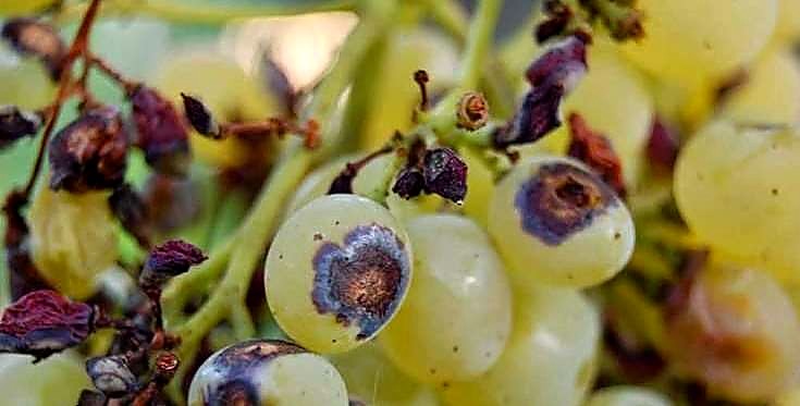 Как проверять качество винограда при приёмке — скрытый риск