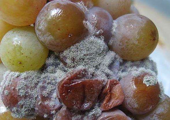 Как проверять качество винограда при приёмке — брак