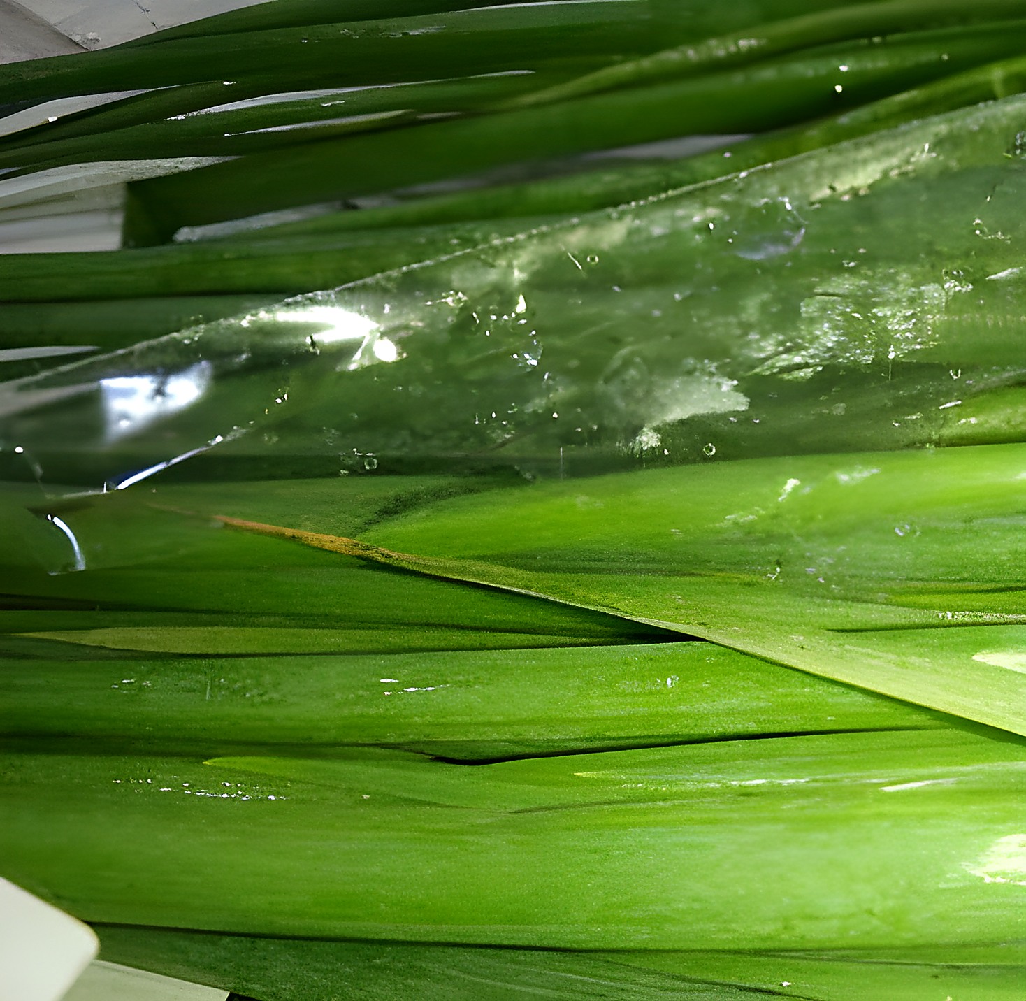 Зелёный лук с лёгкой примятостью и мокрыми зонами