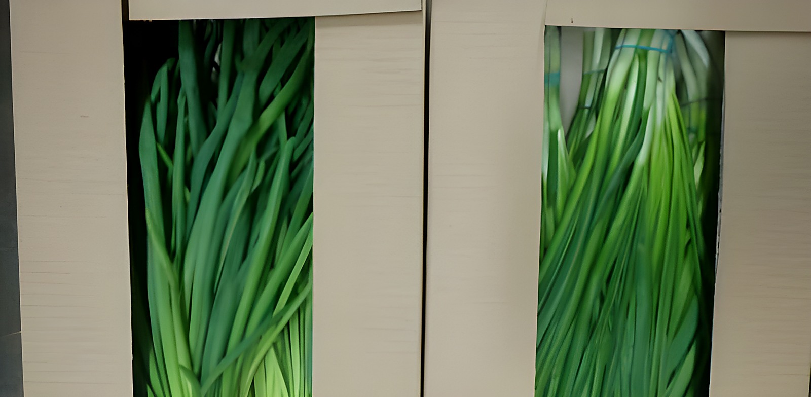 Зелёный лук в коробах без видимых признаков порчи