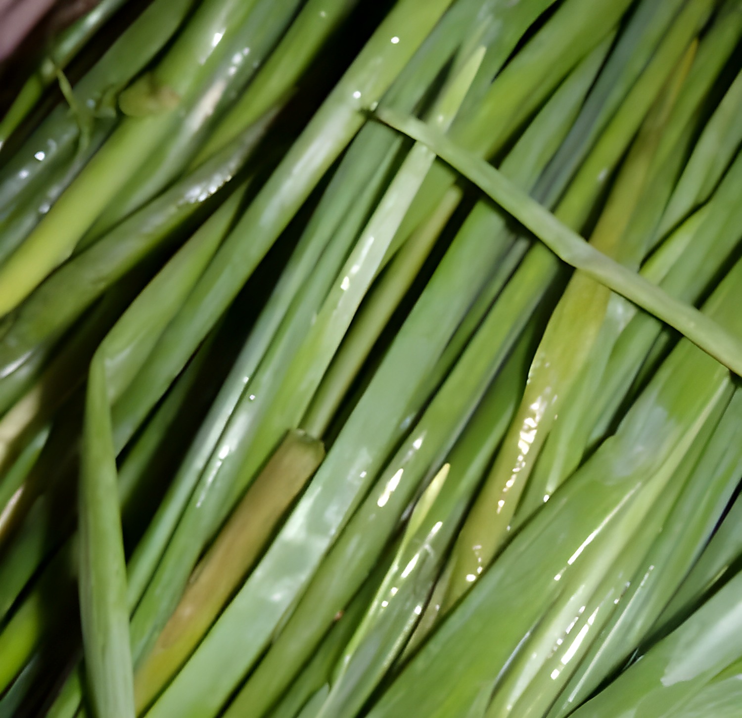 Зелёный лук со скрытым старением и ослаблением внутри пучка