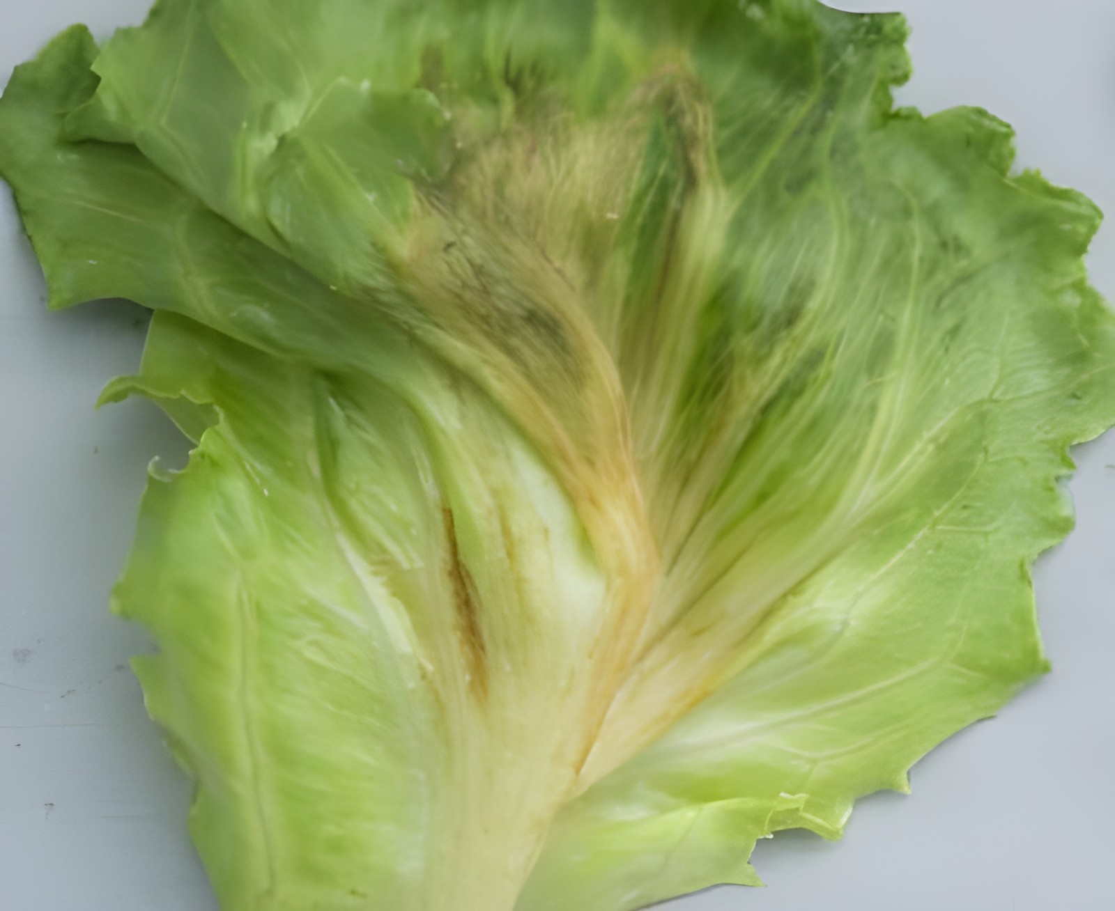 Салат айсберг с локальными начальными следами старения