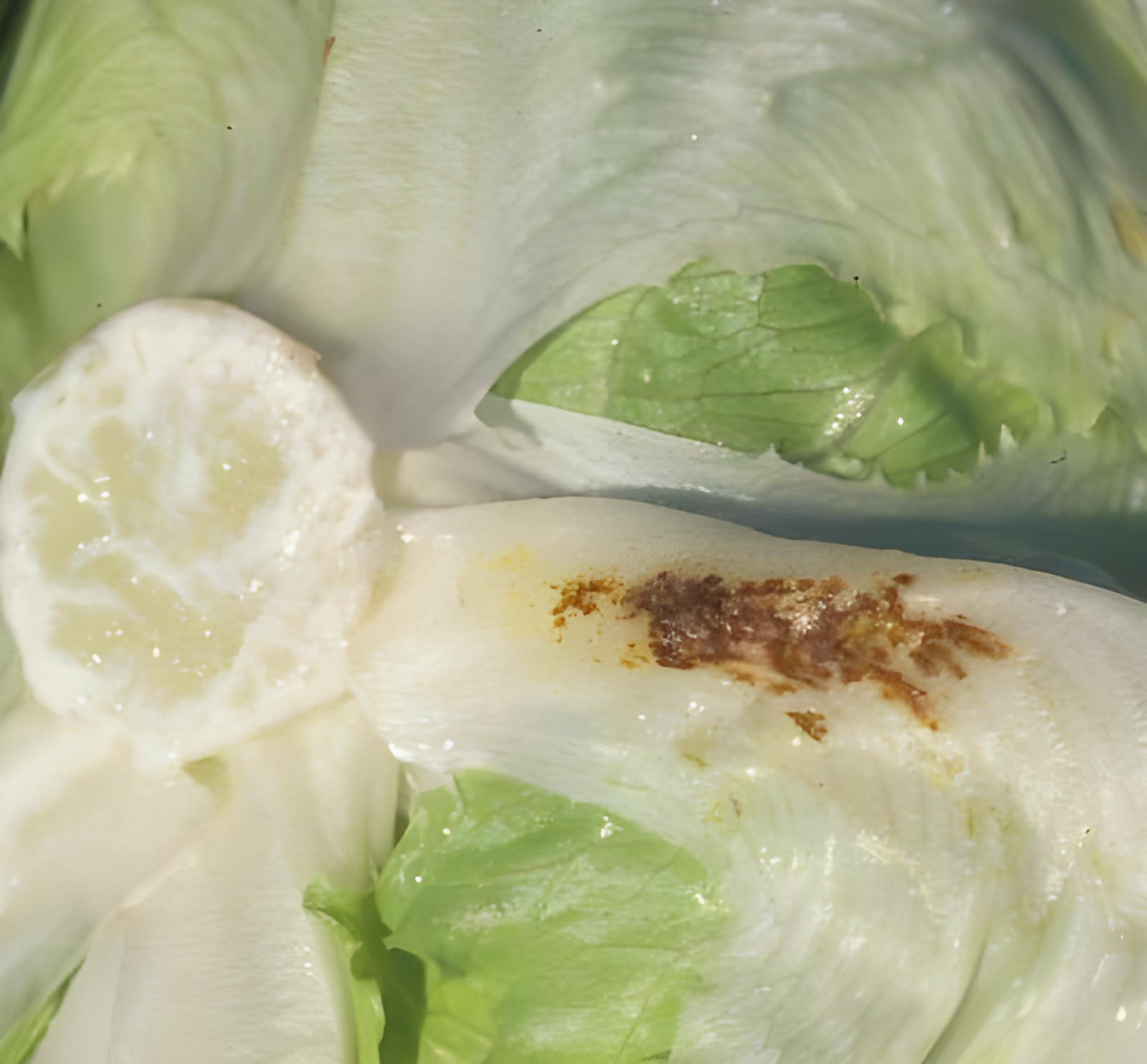 Салат айсберг со скрытым внутренним дефектом у основания