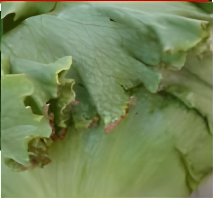 Салат айсберг с ожогом края листьев