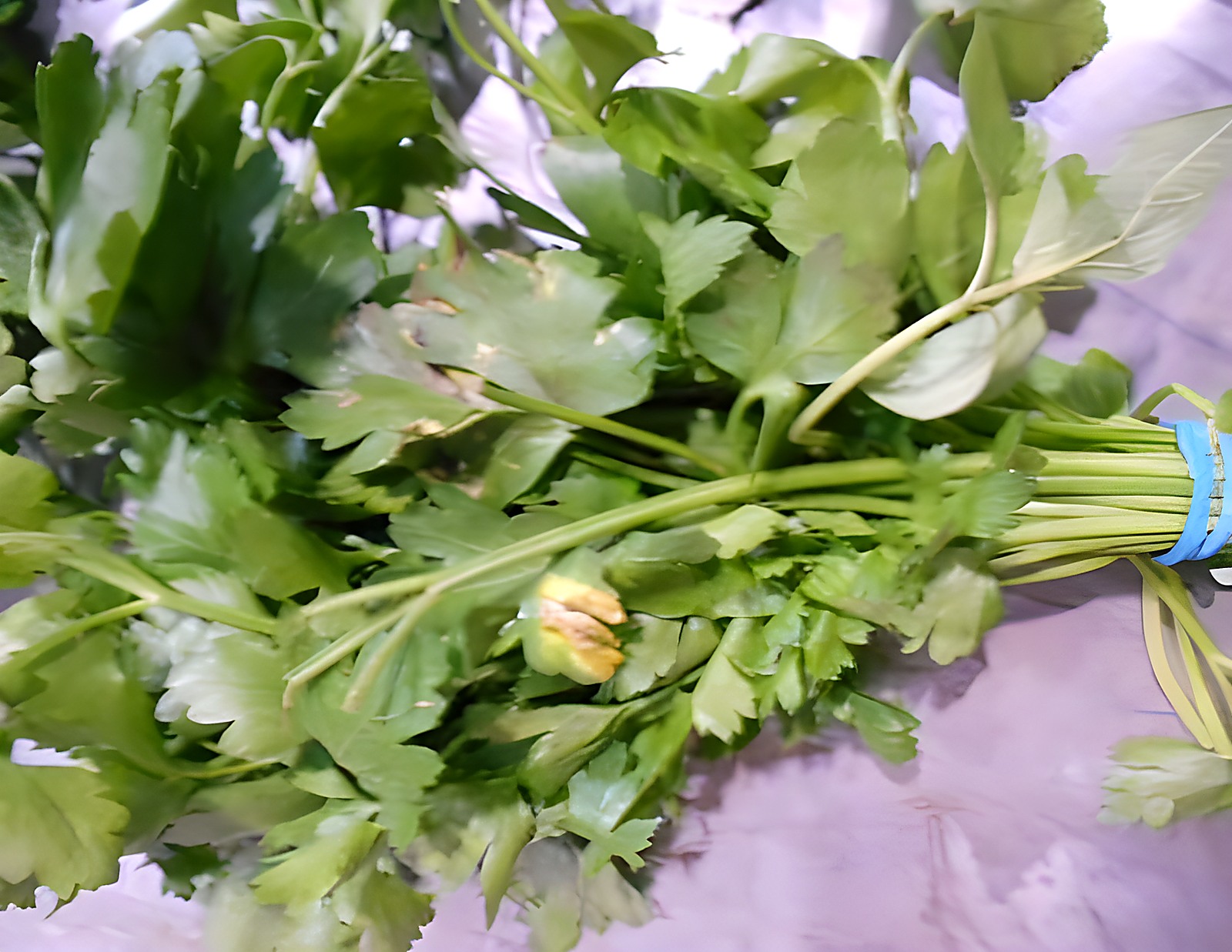 Петрушка с начальным ослаблением листа