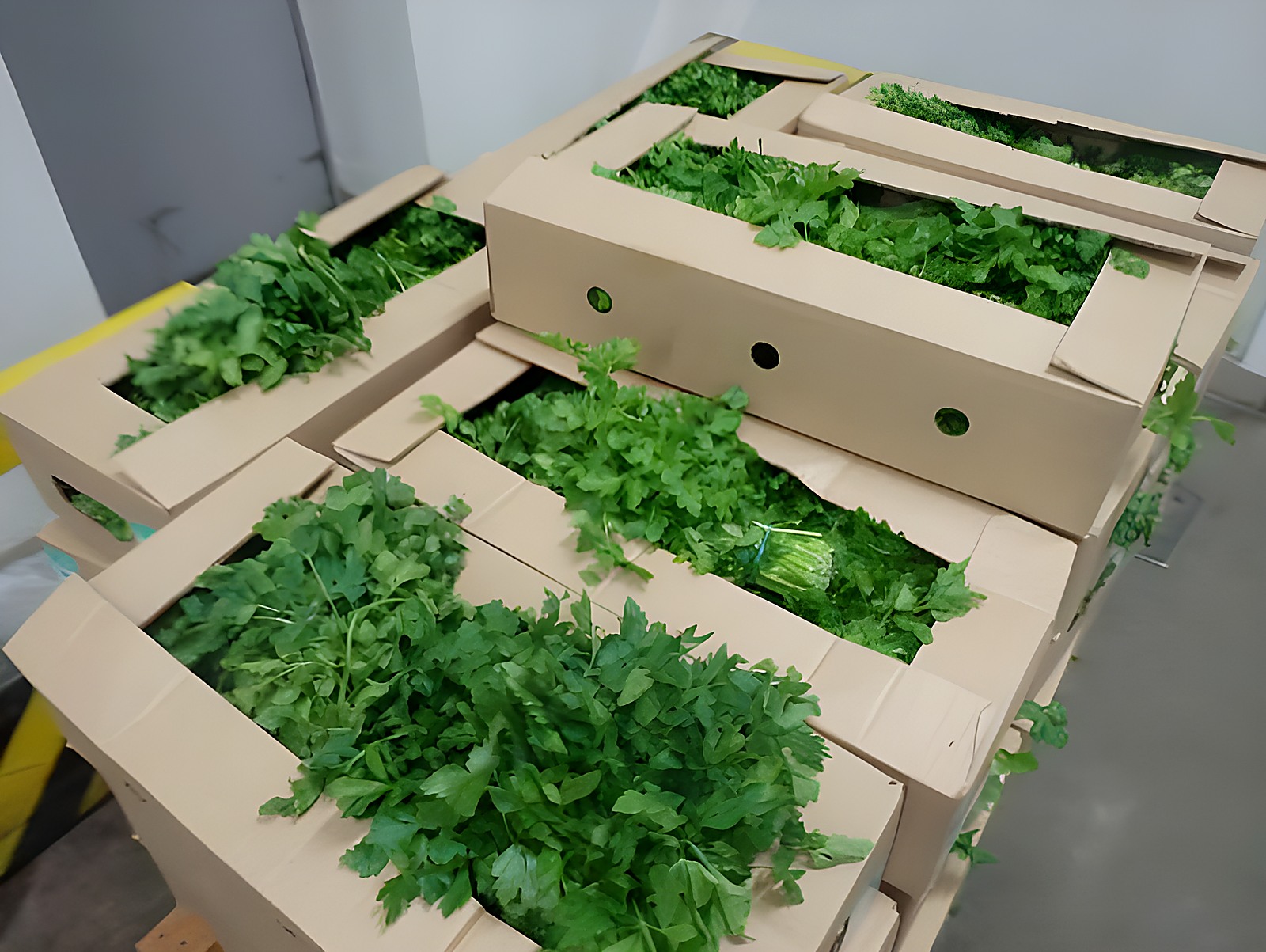 Петрушка в коробах без видимых признаков порчи