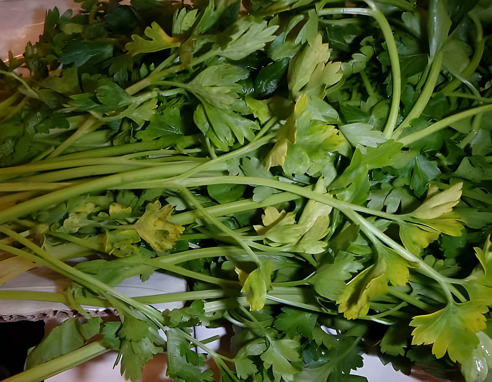 Петрушка с пожелтением и потерей свежести