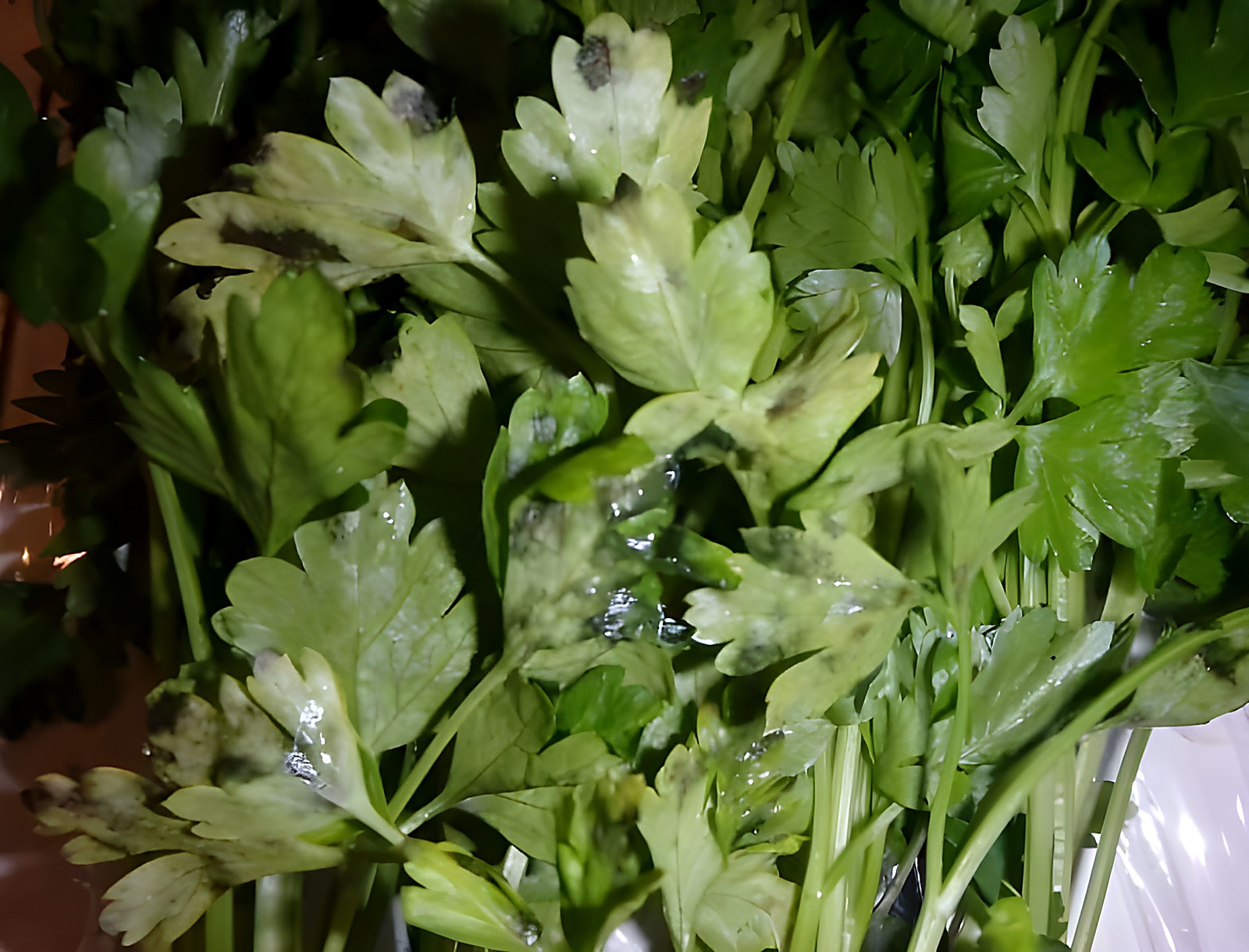 Петрушка с гнилью и болезненными повреждениями листьев