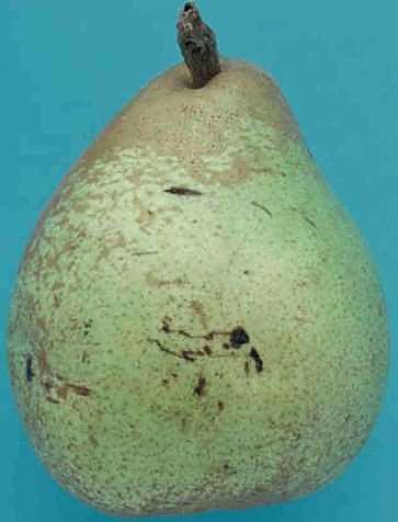 Как проверять качество груш при приёмке - нестандарт