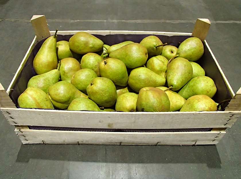 Как проверять качество груш при приёмке - партия