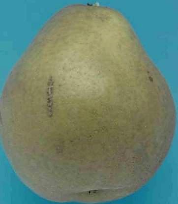 Как проверять качество груш при приёмке - кожица