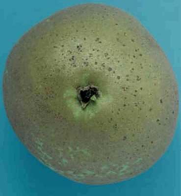 Как проверять качество груш при приёмке - плодоножка