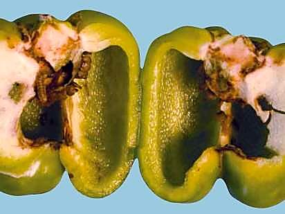 Как проверять качество перца при приёмке — брак
