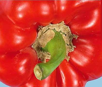 Как проверять качество перца при приёмке — плодоножка