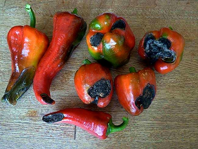 Как проверять качество перца при приёмке — нестандарт