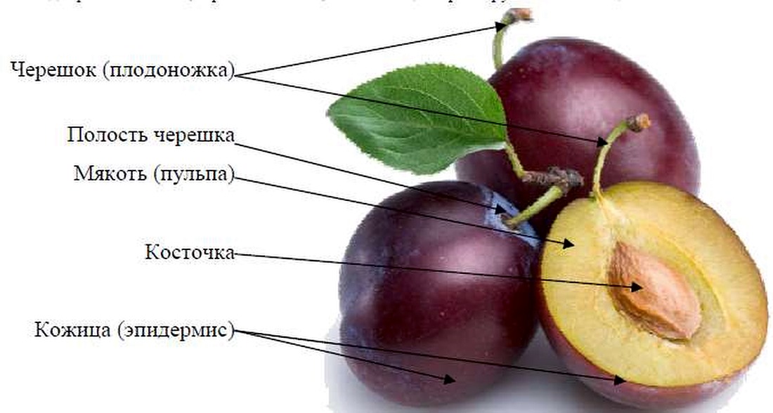 Строение сливы: черешок, мякоть, косточка, кожица