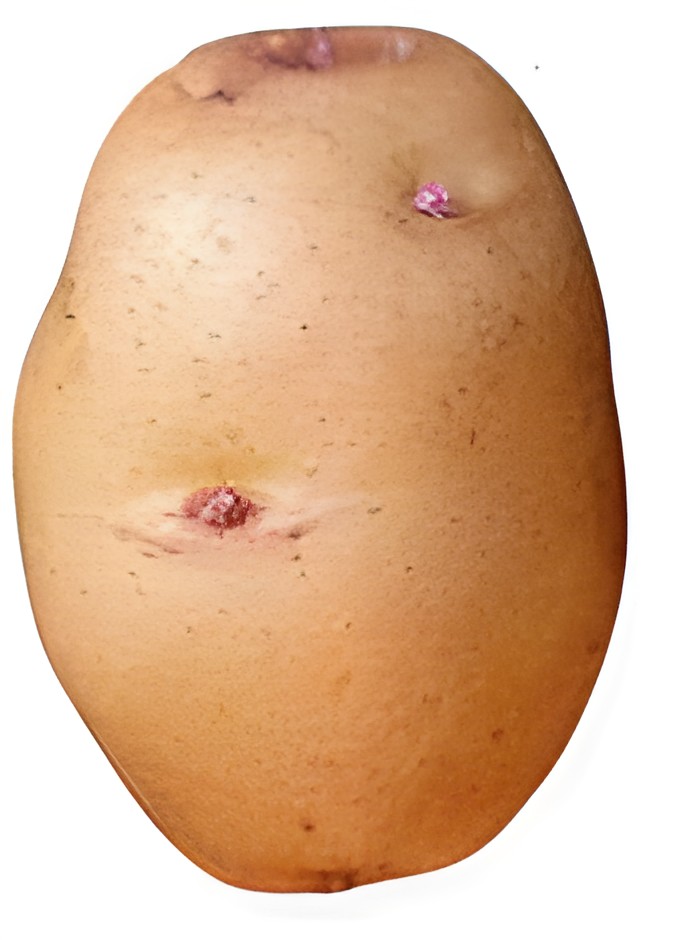 Картофель с допустимыми поверхностными дефектами