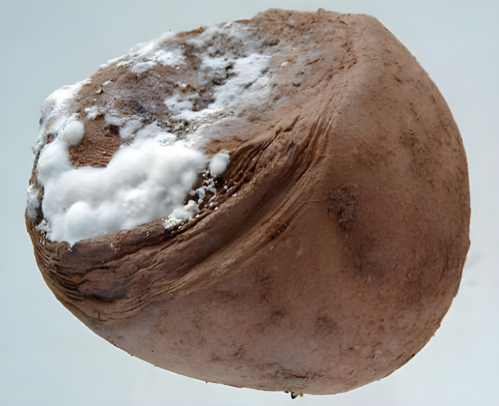 Картофель с грибковым поражением и мицелием