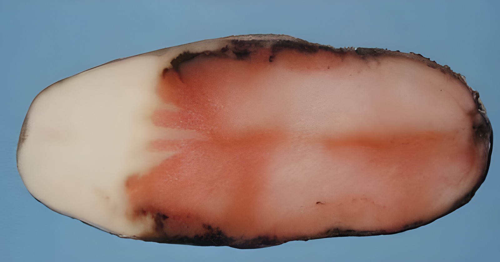 Картофель со скрытым внутренним дефектом на разрезе