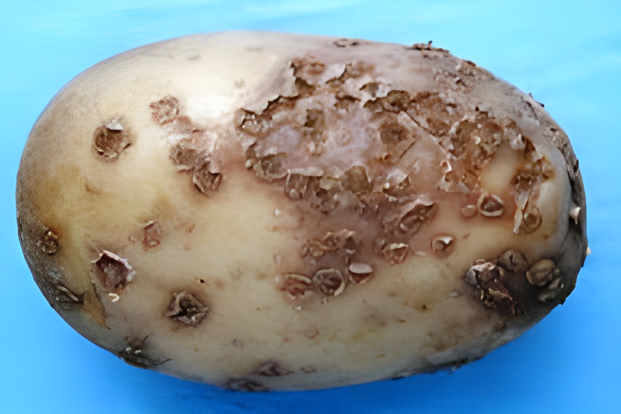 Картофель с выраженным поверхностным поражением кожицы