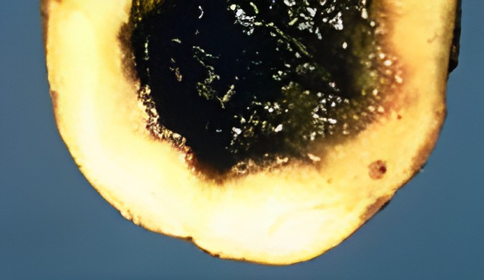 Картофель с выраженным черным внутренним поражением на разрезе