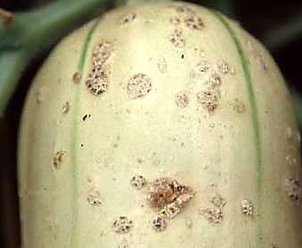 Как проверять качество кабачков при приёмке - нестандарт