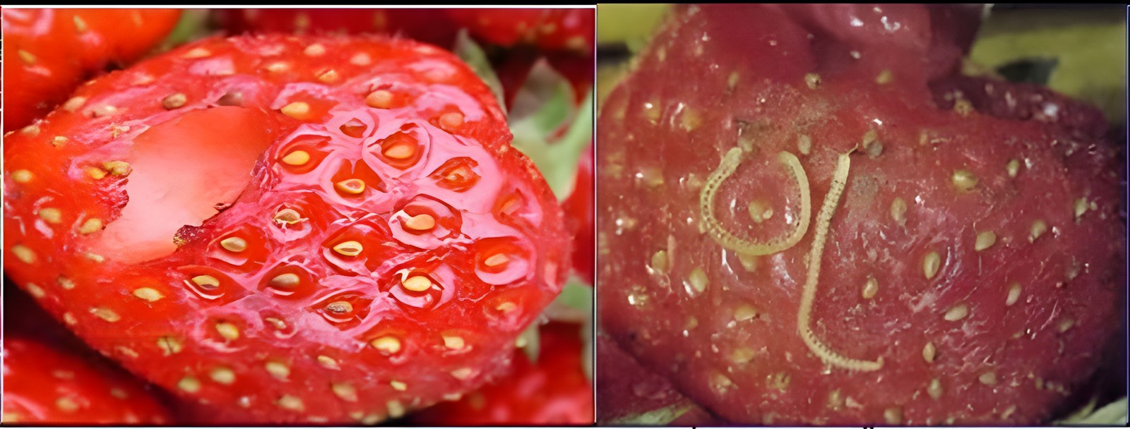 Клубника с повреждением вредителями