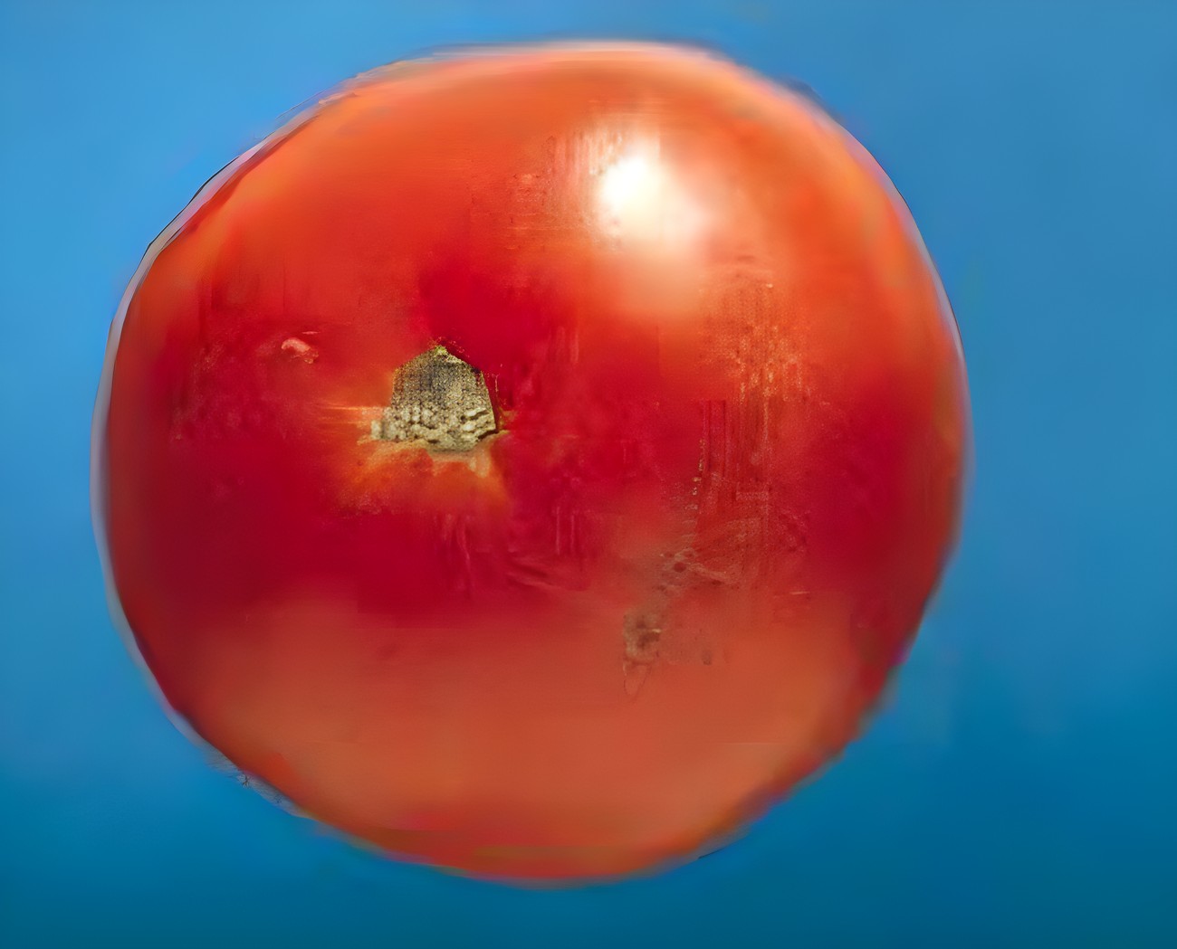 Томаты соответствующего качества