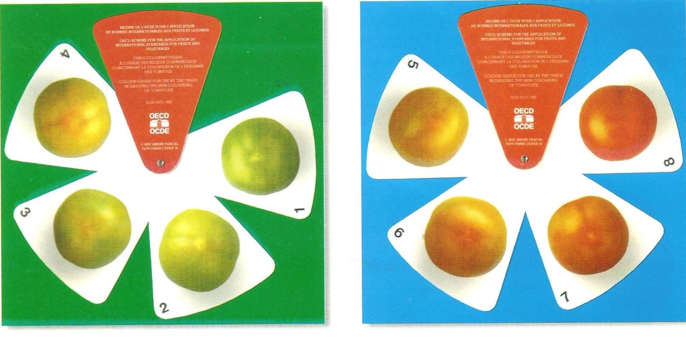 Шкала зрелости томатов для приемки