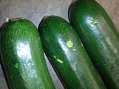 Как проверять качество цукини при приёмке - механика