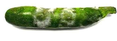 Как проверять качество цукини при приёмке - плесень