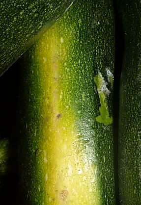 Как проверять качество цукини при приёмке - желтизна